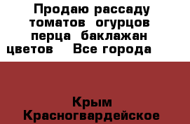 Продаю рассаду томатов, огурцов, перца, баклажан, цветов  - Все города  »    . Крым,Красногвардейское